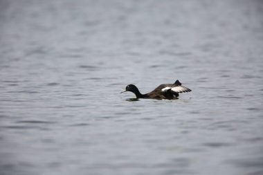 Baer'ın pakta (Aythya baeri) Japonya'da erkek