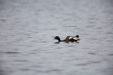 Baer'ın pakta (Aythya baeri) Japonya'da erkek
