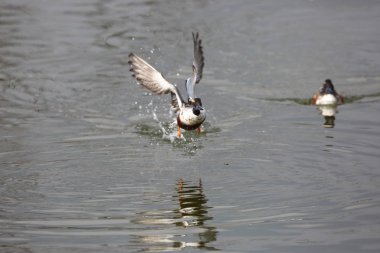 Bayağı kaşıkgaga (Spatula clypeata) Japonya'da