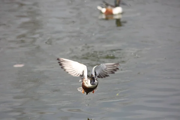 Northern Shoveler Spatula Clypeata Japan — Stock Photo, Image