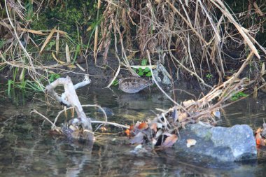 Japonya 'da Hücre Snipe (Gallinago yalnızlığı)