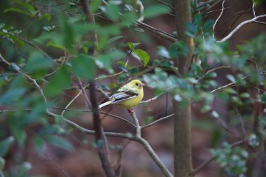Siyah yüzlü Bunting (Emberiza spodocephala), Japonya 'da sarımsı renk varyasyonu