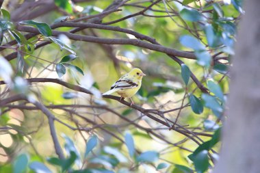 Siyah yüzlü Bunting (Emberiza spodocephala), Japonya 'da sarımsı renk varyasyonu