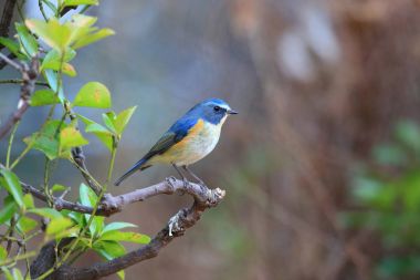 Kırmızı çevrili bluetail ya da Japonya'da turuncu çevrili bush robin (Tarsiger cyanurus)