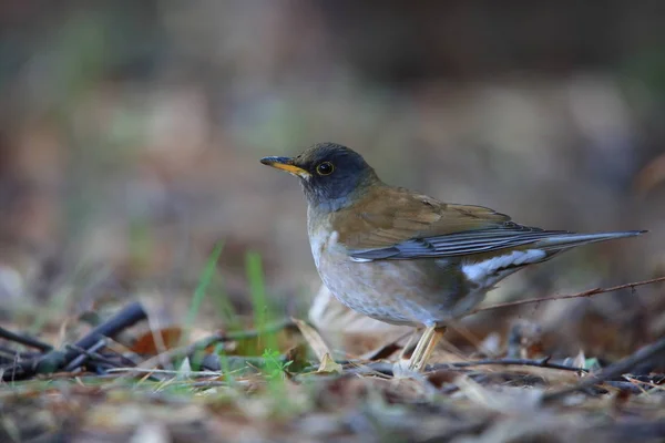 Blasse Drossel Turdus Pallidus Männchen Japan — Stockfoto