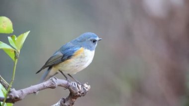 Kırmızı çevrili bluetail ya da Japonya'da turuncu çevrili bush robin (Tarsiger cyanurus)