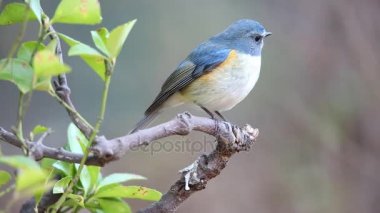 Kırmızı çevrili bluetail ya da Japonya'da turuncu çevrili bush robin (Tarsiger cyanurus)