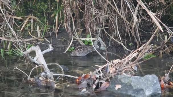 Solitaire Snipe Gallinago Solitaria Japan — Stockvideo