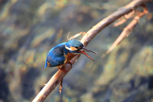 Pescador Rei Comum Pescador Rei Rio Alcedo Atthis Japão — Fotografia de Stock