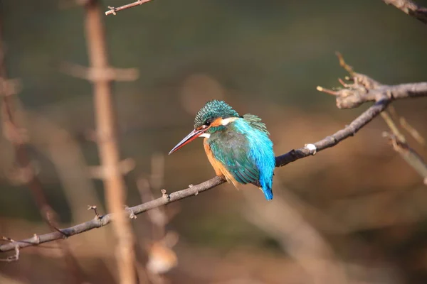 Ortak Kingfisher Veya Nehir Yalıçapkını Alcedo Şuna Japonya — Stok fotoğraf