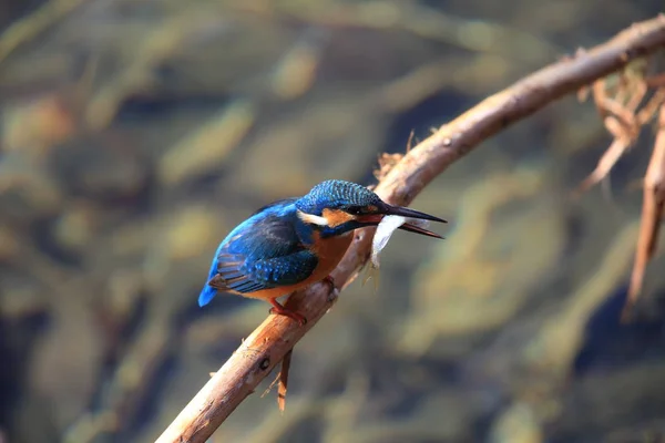 Pescador Rei Comum Pescador Rei Rio Alcedo Atthis Japão — Fotografia de Stock