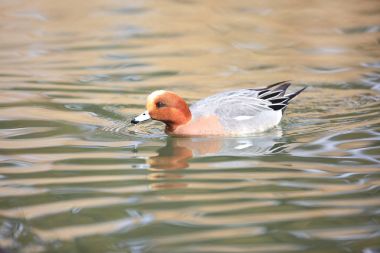 Avrasya Wigeon (Anas penelope) Japonya'da