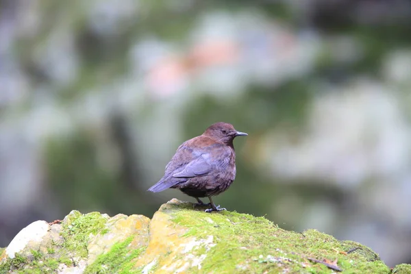 Trempette Brune Cinclus Pallasii Japon — Photo