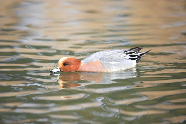 Eurasian Wigeon Anas Penelope Giappone — Foto Stock