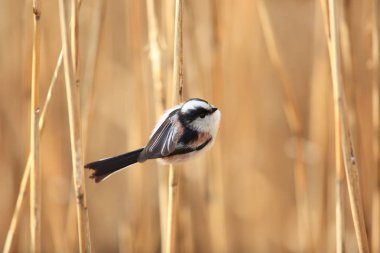 Uzun kuyruklu baştankara veya uzun kuyruklu Bushtit (bayağı uzunkuyruk) Japonya'da