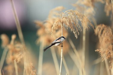 Uzun kuyruklu baştankara veya uzun kuyruklu Bushtit (bayağı uzunkuyruk) Japonya'da