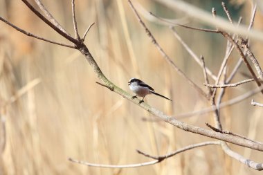 Uzun kuyruklu baştankara veya uzun kuyruklu Bushtit (bayağı uzunkuyruk) Japonya'da