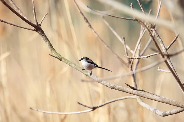 Orel Skalní Nebo Dlouho Sledoval Bushtit Aegithalos Caudatus Japonsku — Stock fotografie