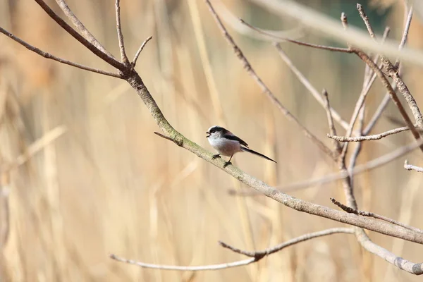 Синиця Довгохвоста Або Довгохвоста Bushtit Aegithalos Версія Японії — стокове фото