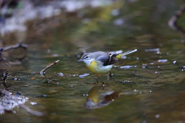 Cinza Wagtail Motacilla Cinerea Japão — Fotografia de Stock