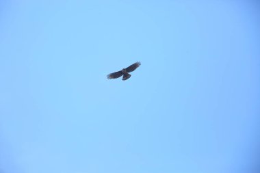 Dağ Şahin-kartal (Nisaetus nipalensis) Japonya'da