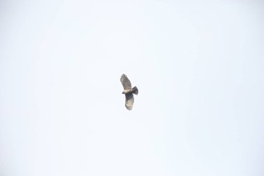 Dağ Şahin-kartal (Nisaetus nipalensis) Japonya'da