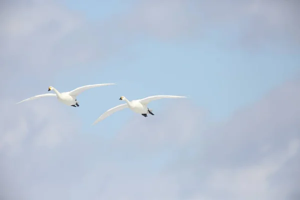 Cisne Tundra Cygnus Columbianus Japón —  Fotos de Stock