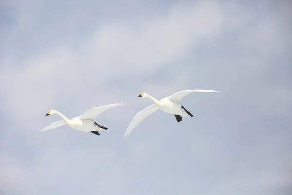 Toendra Zwaan Cygnus Columbianus Japan — Stockfoto