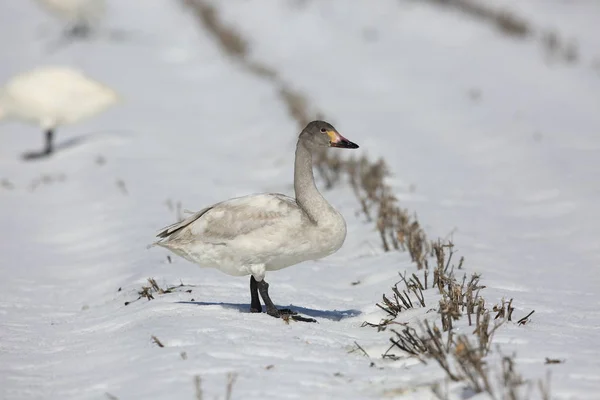 Tundra Kuğu Cygnus Columbianus Japonya — Stok fotoğraf