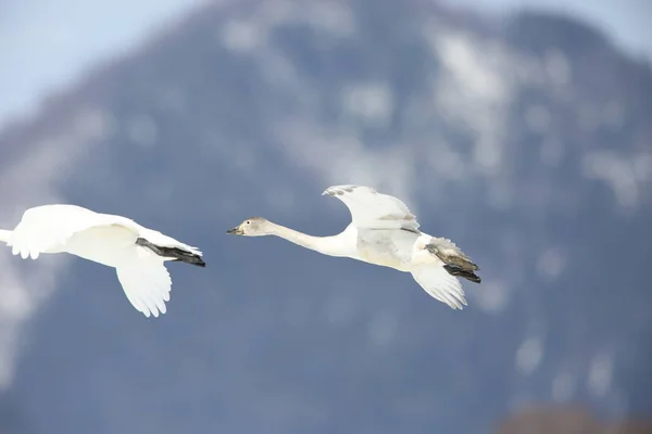 Cisne Tundra Cygnus Columbianus Japón —  Fotos de Stock