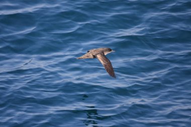 Kısa kuyruklu Shearwater (yelkovan kuşu tenuirostris) Japonya