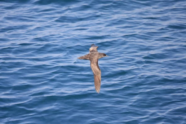 Shearwater Cola Corta Puffinus Tenuirostris Japón — Foto de Stock