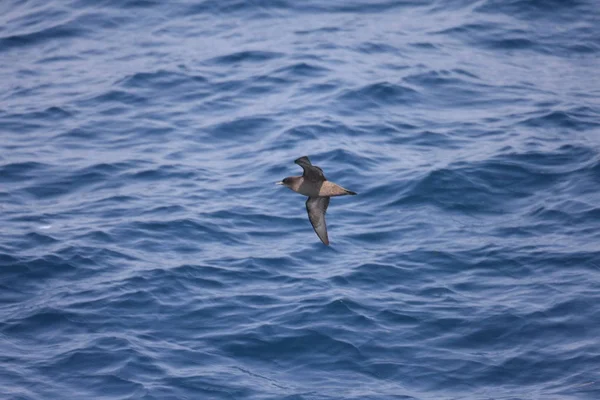 Krátké Tailed Shearwater Puffinus Tenuirostris Japonsku — Stock fotografie