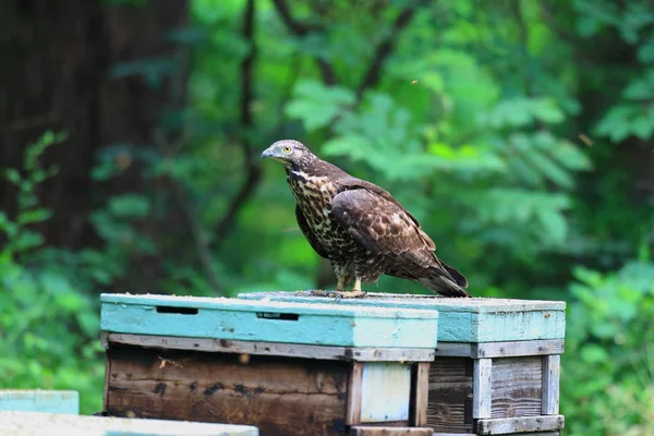 Oriental Honey Buzzard Pernis Ptilorhyncus Japan — Stock Photo, Image