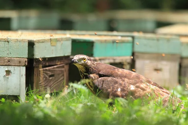 Buzzard Mel Oriental Pernis Ptilorhyncus Japão — Fotografia de Stock