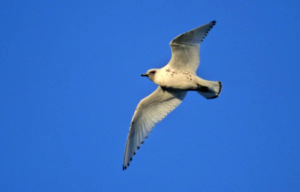 Ivory Gull Pagophila Eburnea Japan — Stock Photo, Image