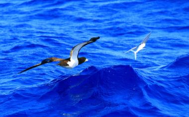 Japonya 'da kahverengi meme (Sula leucogaster)