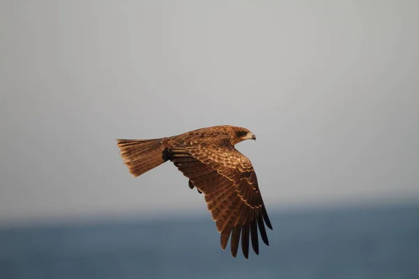 Cometa Negra Milvus Migrans Japón — Foto de Stock