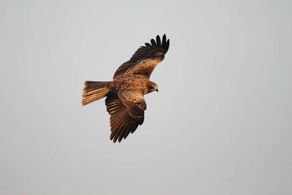 Cometa Negra Milvus Migrans Japón — Foto de Stock