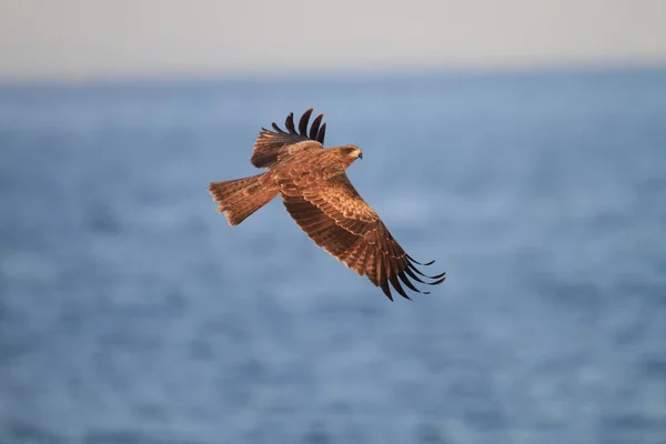 Μαύρο Kite Milvus Migrans Στην Ιαπωνία — Φωτογραφία Αρχείου