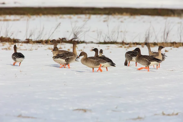 Bean Goose Taiga Goose Anser Fabalis Middendorffii Japan — Stock Photo, Image