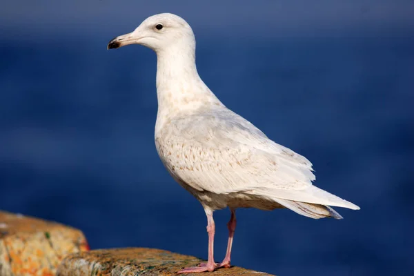 Blauwgrijze Gull Larus Hyperboreus Japan — Stockfoto