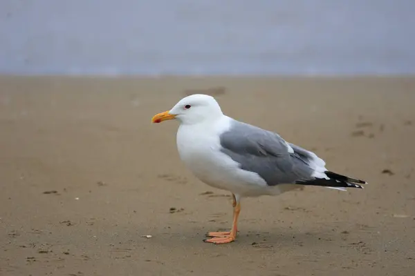 Heuglins Martı Larus Heuglini Taimyrensis Japonya — Stok fotoğraf