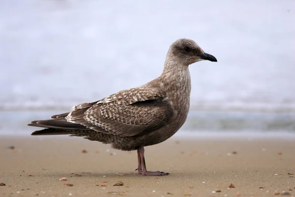 Slaty Backed Gull Larus Schistisagus Japan — Stock Photo, Image