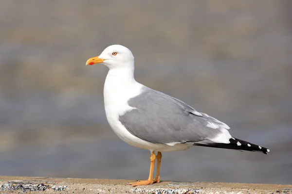 Heuglins Gull Larus Heuglini Taimyrensis Japan — Stock Photo, Image