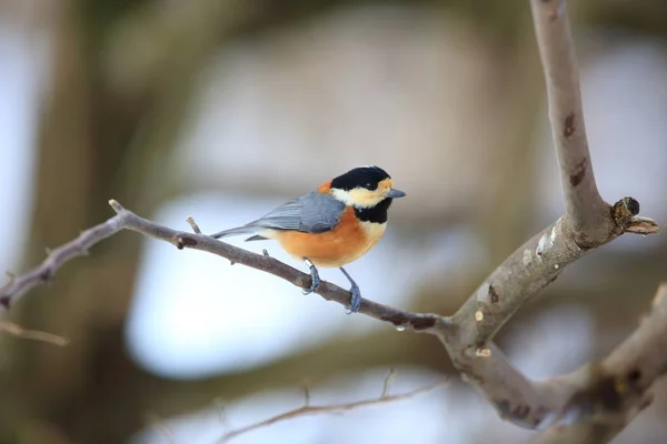 Varied Tit Parus Varius Japan — Stock Photo, Image