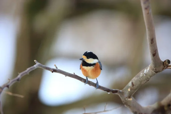 Varied Tit Parus Varius Japan — Stock Photo, Image