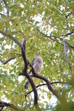 Bayağı atmaca (Accipiter nisus) Japonya'da