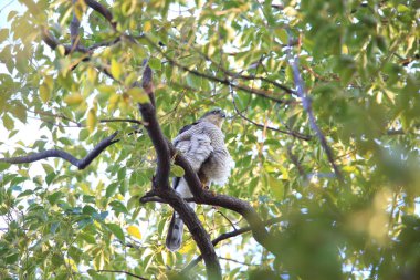 Bayağı atmaca (Accipiter nisus) Japonya'da
