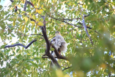 Bayağı atmaca (Accipiter nisus) Japonya'da